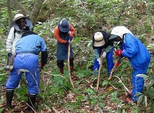 山葡萄蔓採取と樹皮 | ちいくろ工房